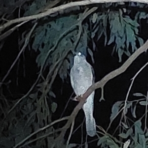 Accipiter cirrocephalus at Albury - 18 Dec 2023