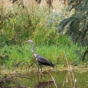 Ardea pacifica at Albury - 18 Dec 2023