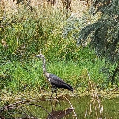 Ardea pacifica (White-necked Heron) at Wirlinga, NSW - 18 Dec 2023 by RobCook