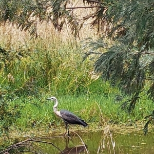 Ardea pacifica at Albury - 18 Dec 2023 11:57 AM