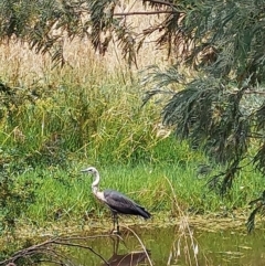 Ardea pacifica at Albury - 18 Dec 2023