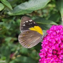 Delias nysa (Yellow-spotted Jezebel) at QPRC LGA - 19 Jan 2024 by MatthewFrawley