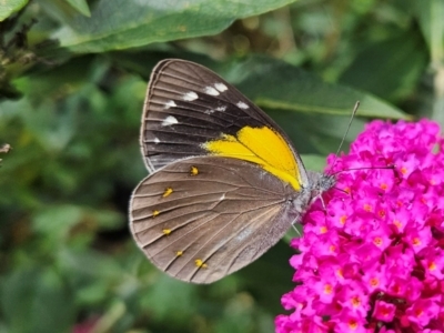 Delias nysa (Yellow-spotted Jezebel) at QPRC LGA - 19 Jan 2024 by MatthewFrawley