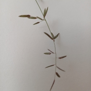 Eragrostis brownii at Bass Gardens Park, Griffith - 19 Jan 2024