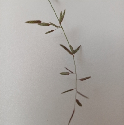 Eragrostis brownii (Common Love Grass) at Griffith, ACT - 19 Jan 2024 by SRoss