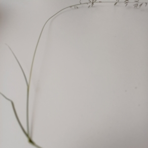 Eragrostis brownii at Bass Gardens Park, Griffith - 19 Jan 2024