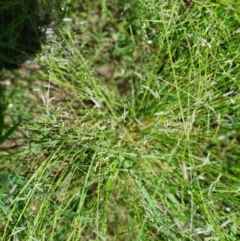 Eragrostis brownii at Bass Gardens Park, Griffith - 19 Jan 2024