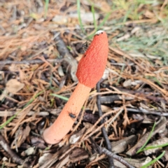 Phallus rubicundus (Phallus rubicundus) at Braidwood, NSW - 19 Jan 2024 by MatthewFrawley