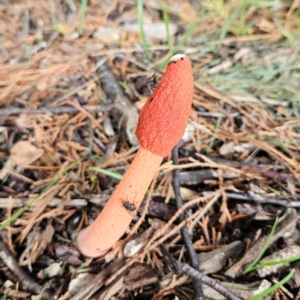 Phallus rubicundus at QPRC LGA - 20 Jan 2024