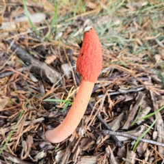 Phallus rubicundus at QPRC LGA - 20 Jan 2024 09:40 AM