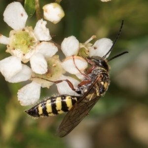 Agriomyia sp. (genus) at McKellar, ACT - 19 Jan 2024