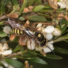 Agriomyia sp. (genus) at McKellar, ACT - 19 Jan 2024