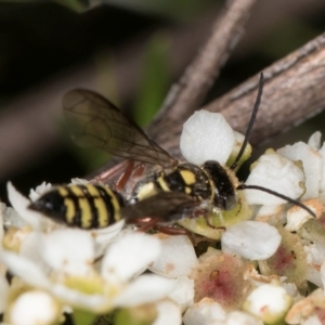 Agriomyia sp. (genus) at McKellar, ACT - 19 Jan 2024