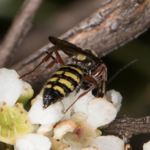 Agriomyia sp. (genus) at McKellar, ACT - 19 Jan 2024