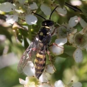 Agriomyia sp. (genus) at McKellar, ACT - 19 Jan 2024