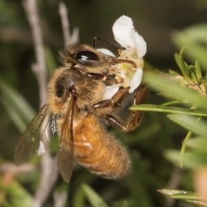 Apis mellifera at McKellar, ACT - 19 Jan 2024