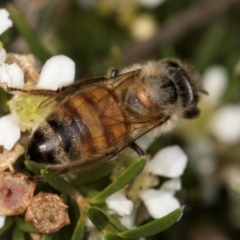 Apis mellifera at McKellar, ACT - 19 Jan 2024