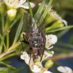 Unidentified True fly (Diptera) at McKellar, ACT - 19 Jan 2024 by kasiaaus