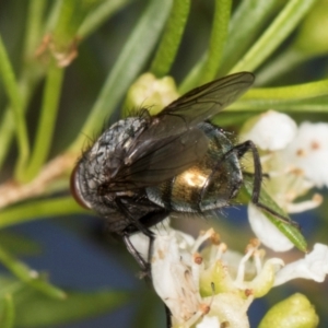 Calliphoridae (family) at McKellar, ACT - 19 Jan 2024