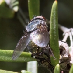 Calliphoridae (family) at McKellar, ACT - 19 Jan 2024