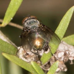 Calliphoridae (family) at McKellar, ACT - 19 Jan 2024