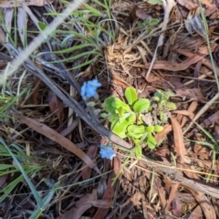 Myosotis sylvatica (Wood Forget-me-not) at Florey, ACT - 19 Jan 2024 by rbannister