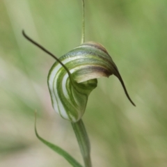 Diplodium sp. (A Greenhood) at South East Forest National Park - 18 Jan 2024 by AlisonMilton