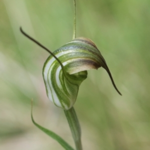 Diplodium sp. at South East Forest National Park - suppressed