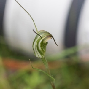 Diplodium sp. at South East Forest National Park - 18 Jan 2024