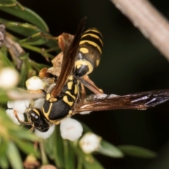 Polistes (Polistes) chinensis (Asian paper wasp) at Mitchell, ACT - 19 Jan 2024 by kasiaaus