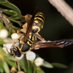 Polistes (Polistes) chinensis (Asian paper wasp) at Crace Grasslands - 19 Jan 2024 by kasiaaus