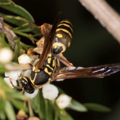 Polistes (Polistes) chinensis (Asian paper wasp) at Crace Grasslands - 19 Jan 2024 by kasiaaus