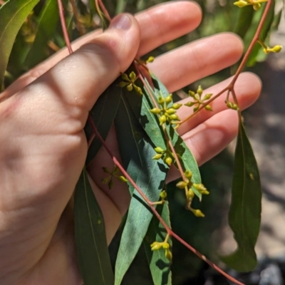 Eucalyptus nicholii (Narrow-leaved Black Peppermint) at Florey, ACT - 21 Nov 2023 by rbannister