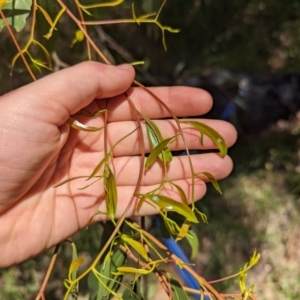 Eucalyptus nicholii at Florey, ACT - 21 Nov 2023
