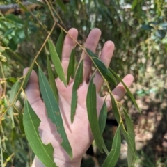 Eucalyptus nicholii at Florey, ACT - 21 Nov 2023 11:36 AM