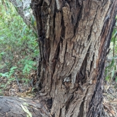 Eucalyptus nicholii at Florey, ACT - 21 Nov 2023 11:36 AM