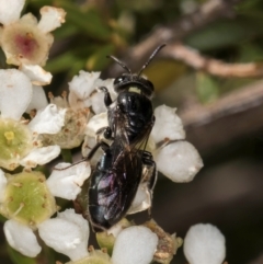 Euryglossa sp. (genus) (A native bee) at Croke Place Grassland (CPG) - 19 Jan 2024 by kasiaaus