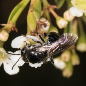 Euryglossa sp. (genus) at McKellar, ACT - 19 Jan 2024