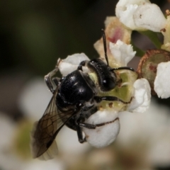 Euryglossa sp. (genus) at McKellar, ACT - 19 Jan 2024