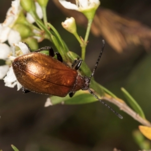 Ecnolagria grandis at McKellar, ACT - 19 Jan 2024