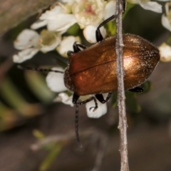 Ecnolagria grandis at McKellar, ACT - 19 Jan 2024 11:08 AM