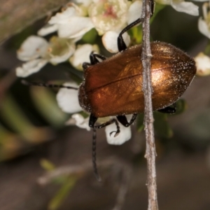 Ecnolagria grandis at McKellar, ACT - 19 Jan 2024