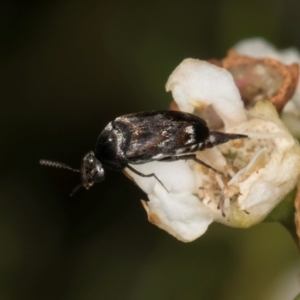 Mordella sp. (genus) at McKellar, ACT - 19 Jan 2024