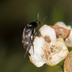 Mordella sp. (genus) at McKellar, ACT - 19 Jan 2024