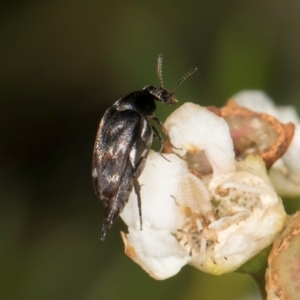 Mordella sp. (genus) at McKellar, ACT - 19 Jan 2024