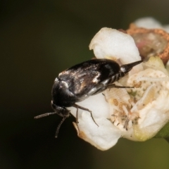 Mordella sp. (genus) at McKellar, ACT - 19 Jan 2024