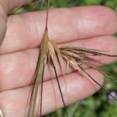 Themeda triandra (Kangaroo Grass) at Glen Allen, NSW - 17 Jan 2024 by AlisonMilton