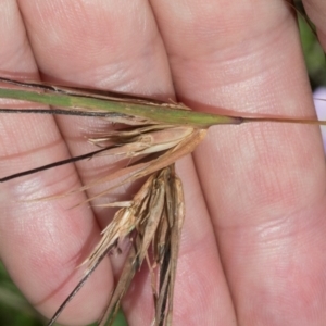 Themeda triandra at Glen Allen, NSW - 18 Jan 2024