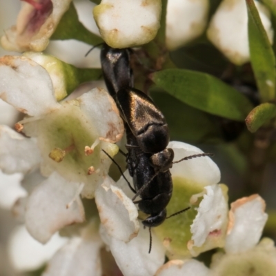 Mordella limbata (A pintail beetle) at McKellar, ACT - 19 Jan 2024 by kasiaaus