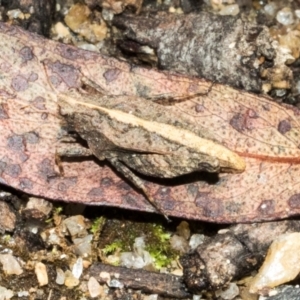 Tetrigidae (family) at South East Forest National Park - 18 Jan 2024